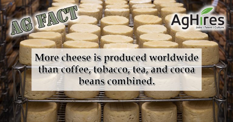 Cheese Facts